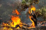 تشخیص زودهنگام وقوع آتش‌سوزی در جنگل‌ها امکان‌پذیر شد