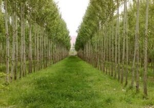 پیداکردن راهکار کاهش آفت‌زدگی درختان صنوبر گیلان