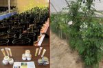 تولید گیاه دارویی مورینگا در مجتمع کشت بافت تجاری دانشگاه زابل