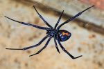 آنتی بادی انسانی سم مرگبار عنکبوت را خنثی می کند