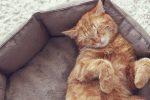درمان آلزایمر و پارکینسون با انگل گربه