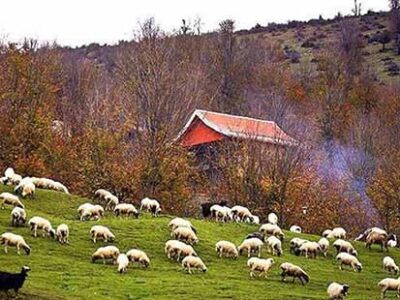 سهم ۱۱ درصدی صنعت دامپروری در تولید ناخالص ملی