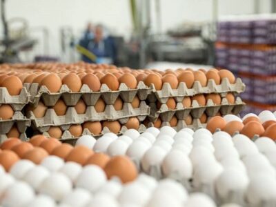 قیمت جدید تخم‌مرغ اعلام شد