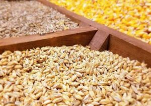 کاهش هزینه خوراک دام با بازیافت ضایعات غذایی