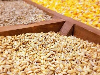 کاهش هزینه خوراک دام با بازیافت ضایعات غذایی