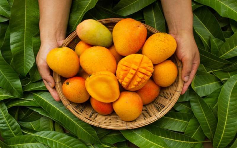 ثبت‌سفارش انبه تا ۱۰ خرداد ممنوع است