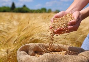 کاهش ۱۰ درصدی خرید تضمینی گندم