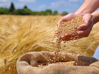 کاهش ۱۰ درصدی خرید تضمینی گندم