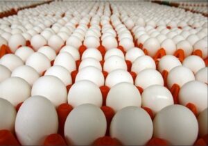 مجوز خرید حمایتی ۳۰ هزار تن تخم‌مرغ صادر شد