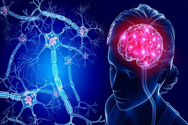 مغز انسان حتی در سالمندی نیز توانایی تولید نورون های جدید را دارد