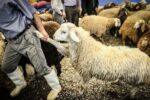 دام‌های مولد بازهم راهی کشتارگاه‌ها شدند