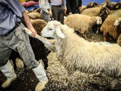 دام‌های مولد بازهم راهی کشتارگاه‌ها شدند