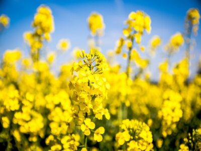 خرید تضمینی کلزا از ۲۵۰ هزار تن عبور نمی‌کند