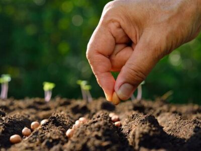 سهم شیلات از سبد پروتئین افزایش می‌یابد؛ تبدیل بیابان به زمین کشاورزی