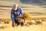 شارژ ۴ هزار میلیارد تومانی دولت برای نهاده‌های کشاورزی