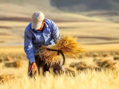 شارژ ۴ هزار میلیارد تومانی دولت برای نهاده‌های کشاورزی