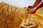 تعیین ۶۳۵ هزار تومان حق بیمه گندمزار از هر کیلوگرم گندم