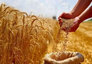 تعیین ۶۳۵ هزار تومان حق بیمه گندمزار از هر کیلوگرم گندم