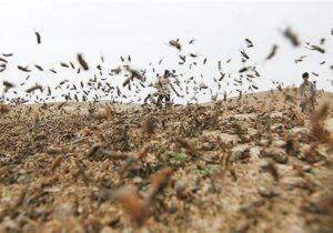 احتمال حمله ملخ صحرایی به مزارع استانهای جنوبی