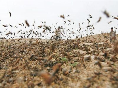 احتمال حمله ملخ صحرایی به مزارع استانهای جنوبی