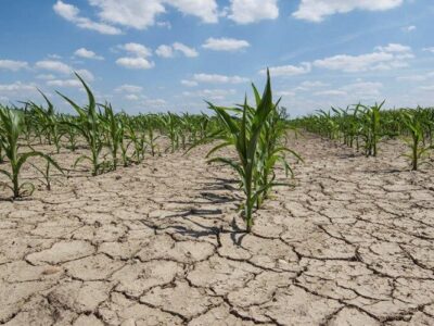 خشکسالی و تهدید کشت گندم