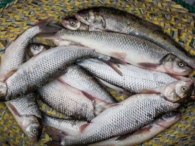 افزایش قیمت ماهی قزل‌آلا در نیمه دوم سال