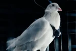 یک شرکت روسی از کبوترهای مجهز به تراشه مغزی برای شناسایی رونمایی کرد