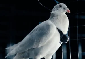 یک شرکت روسی از کبوترهای مجهز به تراشه مغزی برای شناسایی رونمایی کرد
