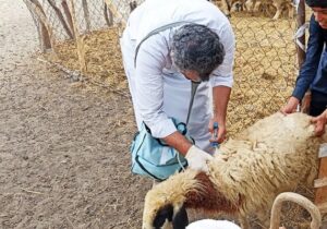 واکسیناسیون جمعیت دامی ادامه دارد