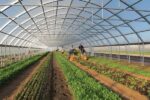 ۸۰ درصد گلخانهها به کشت سبزیجات اختصاص دارد؛ پیشتازی تهران