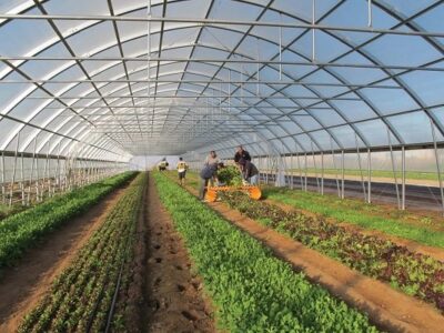 ۸۰ درصد گلخانهها به کشت سبزیجات اختصاص دارد؛ پیشتازی تهران