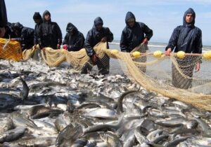 صید ماهیان استخوانی ۲۰ درصد رشد کرد