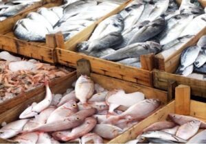 صادرات سالانه شیلات به ۷۰۰ میلیون دلار رسید