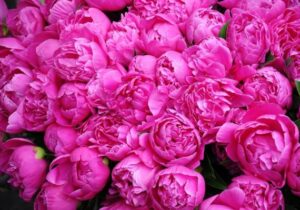 ایران بزرگترین تولیدکننده گل محمدی، بدون سهمی در بازار جهانی