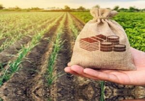 پرداخت بیمه؛ خبر خوش معاون وزیر جهاد به دامداران آسیب‌دیده از تب برفکی