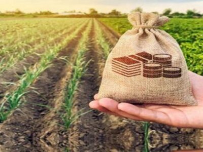 پرداخت بیمه؛ خبر خوش معاون وزیر جهاد به دامداران آسیب‌دیده از تب برفکی