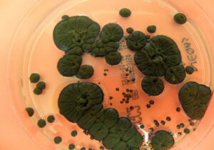 قارچ مرموز در تشعشعات هسته ای چرنوبیل زنده ماند