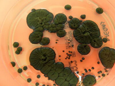 قارچ مرموز در تشعشعات هسته ای چرنوبیل زنده ماند