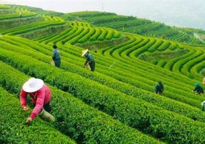 صادرات چای ۴۸ درصد افزایش یافت