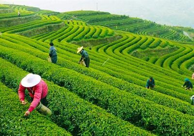 صادرات چای ۴۸ درصد افزایش یافت