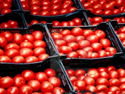 جهش ۴۳ درصدی قیمت گوجه فرنگی در آبان ۱۴۰۴